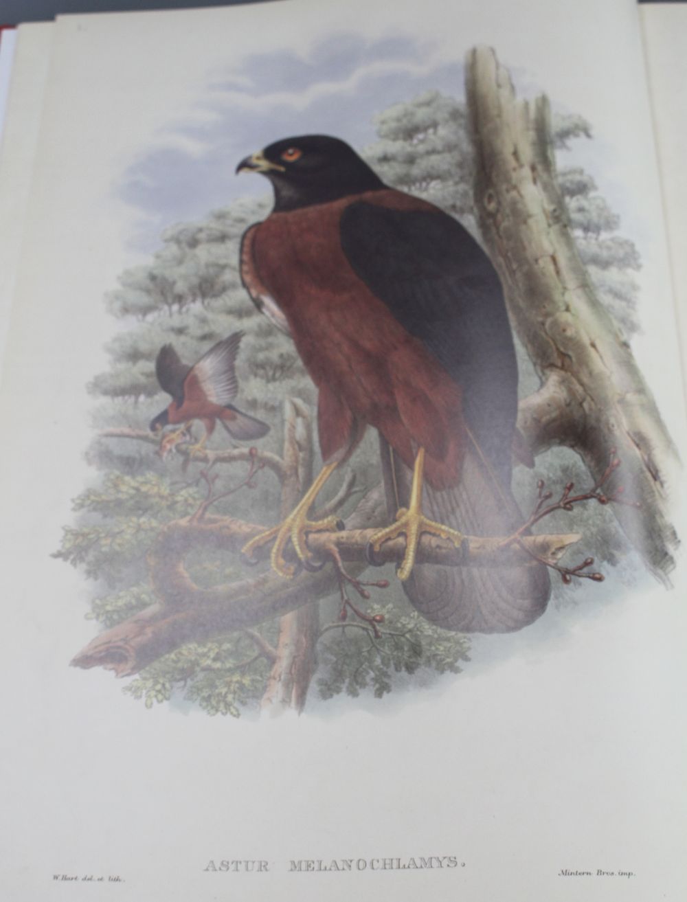 Gould, John - The Birds of New Guinea, facsimile edition, vols 1 and 5, folio, gilt titled red cloth, with publishers original boxes,